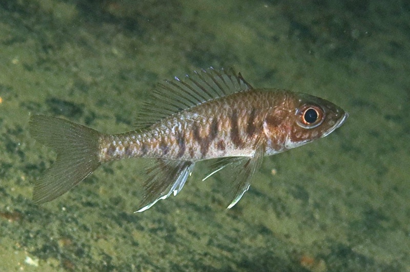 Trematocara zebra 'Katondo Point'